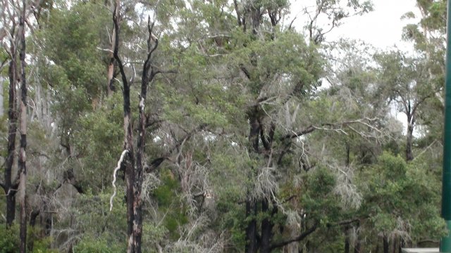 Lane Cove River bushland